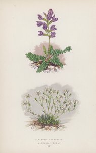 Oxytropis Pyrenaica; Arenaria Verna von English School
