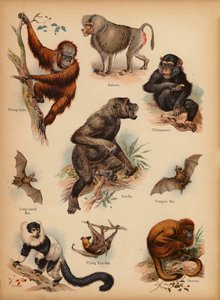 Seite aus Die kleine Volksbilder Naturgeschichte, ca. 1900 von English School