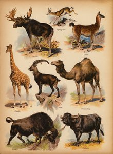 Seite aus Die kleine Volksbilder Naturgeschichte, ca. 1900 von English School