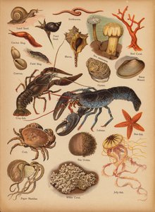 Seite aus Die kleine Volksbilder Naturgeschichte, ca. 1900 von English School