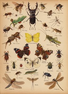 Seite aus The Little Folks’ Picture Natural History, ca. 1900 von English School
