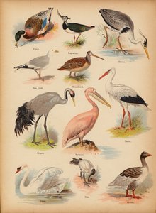 Seite aus The Little Folks’ Picture Natural History, ca. 1900 von English School