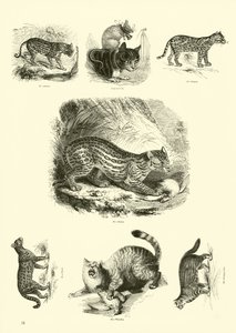 Seite aus dem Pictorial Museum of Animated Nature von English School