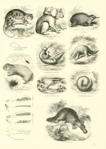 Seite aus dem Pictorial Museum of Animated Nature