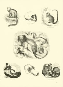 Seite aus dem Pictorial Museum of Animated Nature