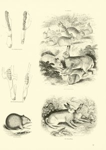 Seite aus dem Pictorial Museum of Animated Nature