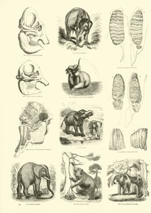 Seite aus dem Pictorial Museum of Animated Nature von English School