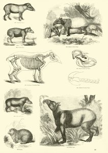 Seite aus dem Bildmuseum der belebten Natur von English School