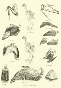Seite aus dem Bildmuseum der belebten Natur von English School