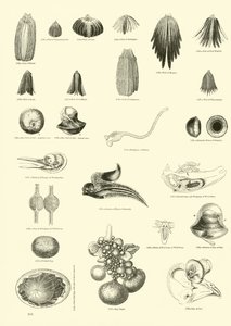 Seite aus dem Bildmuseum der belebten Natur von English School