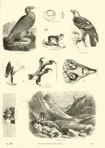 Seite aus dem Bildmuseum der belebten Natur