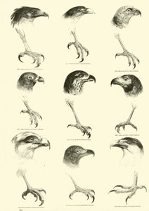 Seite aus dem Bildmuseum der belebten Natur