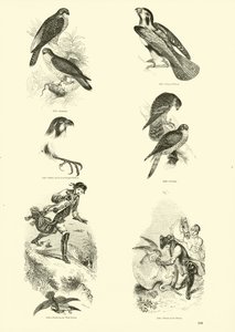 Seite aus dem Bildmuseum der belebten Natur