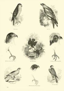 Seite aus dem Bildmuseum der belebten Natur von English School