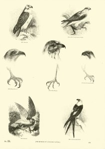 Seite aus dem Bildmuseum der belebten Natur von English School
