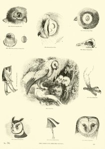 Seite aus dem Bildmuseum der belebten Natur von English School