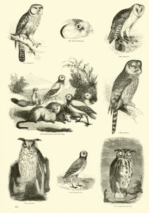 Seite aus dem Bildmuseum der belebten Natur von English School