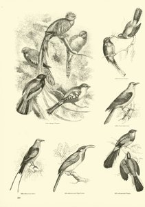 Seite aus dem Bildmuseum der belebten Natur von English School