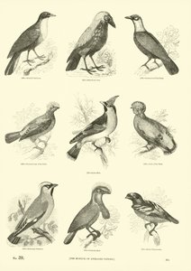 Seite aus dem Bildmuseum der belebten Natur