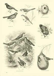 Seite aus dem Bildmuseum der belebten Natur