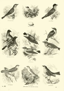 Seite aus dem Bildmuseum der belebten Natur