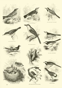 Seite aus dem Bildmuseum der belebten Natur von English School