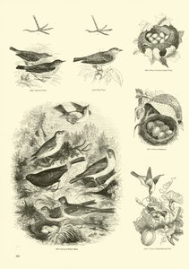 Seite aus dem Bildmuseum der belebten Natur