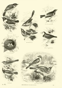 Seite aus dem Bildmuseum der belebten Natur von English School