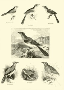 Seite aus dem Bildmuseum der belebten Natur von English School