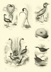 Seite aus dem Bildmuseum der belebten Natur von English School