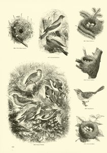 Seite aus dem Bildmuseum der belebten Natur von English School