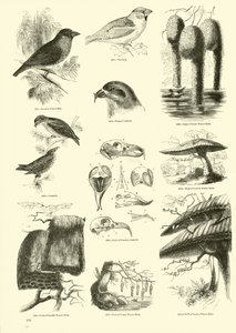 Seite aus dem Bildmuseum der belebten Natur