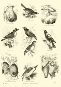 Seite aus dem Bildmuseum der belebten Natur von English School
