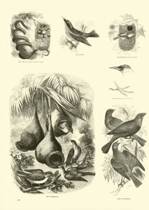 Seite aus dem Bildmuseum der belebten Natur