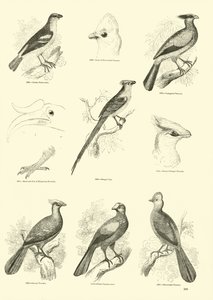 Seite aus dem Bildmuseum der belebten Natur von English School
