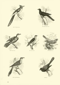 Seite aus dem Bildmuseum der belebten Natur