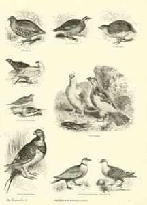 Seite aus dem Bildmuseum der belebten Natur
