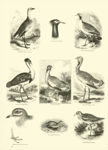 Seite aus dem Bildmuseum der belebten Natur von English School