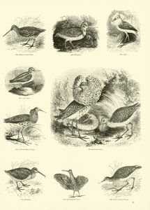 Seite aus dem Bildmuseum der belebten Natur von English School