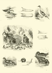 Seite aus dem Bildmuseum der belebten Natur