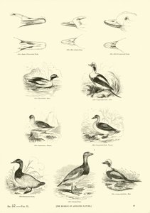Seite aus dem Bildmuseum der belebten Natur von English School