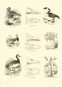 Seite aus dem Bildmuseum der belebten Natur von English School