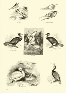 Seite aus dem Bildmuseum der belebten Natur