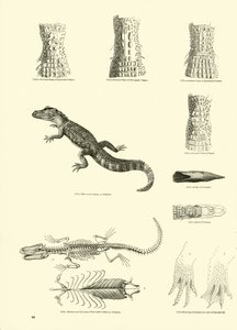 Seite aus dem Bildmuseum der belebten Natur von English School