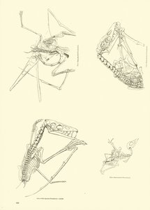 Seite aus dem Bildmuseum der belebten Natur von English School