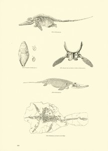 Seite aus dem Bildmuseum der belebten Natur