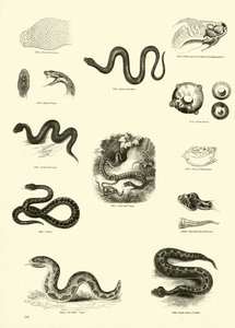 Seite aus dem Bildmuseum der belebten Natur