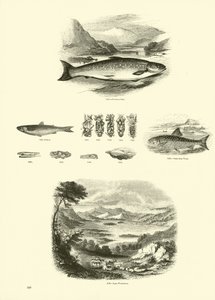 Seite aus dem Bildmuseum der belebten Natur von English School