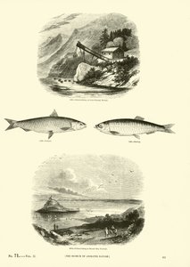 Seite aus dem Bildmuseum der belebten Natur von English School