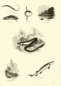 Seite aus dem Bildmuseum der belebten Natur von English School